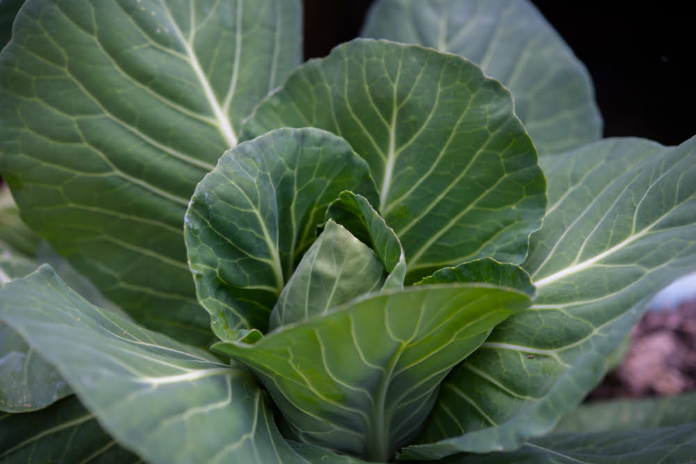 Alimentos ricos em Vitamina E 4 focus big cabbage garden